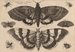 Duas Traças e Seis Insectos, 1646. de Wenceslaus Hollar