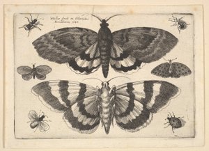 Duas mariposas e seis insetos, 1645. de Wenceslaus Hollar