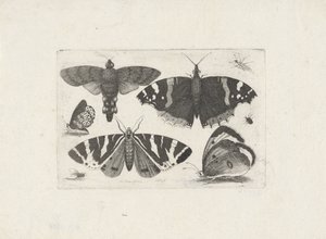 Quatro borboletas, uma mariposa, dois besouros e uma mosca de Wenceslaus Hollar