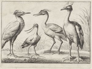 Quatro aves pernalta
Várias aves (título da série) de Wenceslaus Hollar