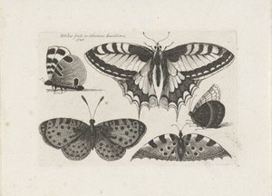 Cinco borboletas Insetos (título da série) Muscarum Scarabeorum (título da série) de Wenceslaus Hollar