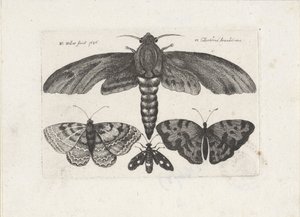 Borboletas e uma mariposa Insetos (título da série) Muscarum Scarabeorum (título da série) de Wenceslaus Hollar