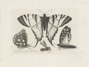 Borboletas e uma vespa
Insectos (título da série)
Muscarum Scarabeorum (título da série) de Wenceslaus Hollar