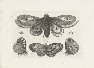 Borboletas, besouros e uma mariposa Insetos (título da série) Muscarum Scarabeorum (título da série) de Wenceslaus Hollar