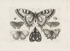 Borboletas, besouros e uma mariposa Insetos (título da série) Muscarum Scarabeorum (título da série) de Wenceslaus Hollar