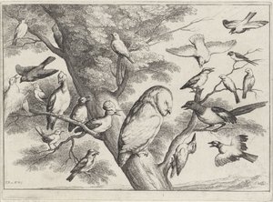 Pássaros numa árvore
Várias aves (título da série) de Wenceslaus Hollar
