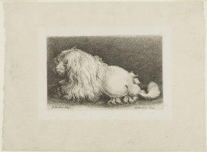 Cachorro branco de Wenceslaus Hollar