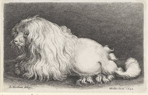 cachorro branco de Wenceslaus Hollar