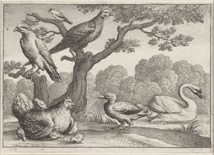 Cisne, frango com pintinhos e outros pássaros Pássaros diferentes (título da série) de Wenceslaus Hollar