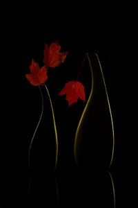  de Wendy Xu