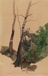 Dois troncos e arbustos de bétula nus