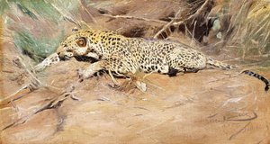 Um Leopardo, de Wilhelm Kuhnert