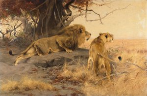 Um leão e uma leoa na savana
