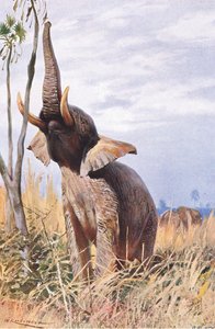 Elefante africano, ilustração fromWildlife of the World, c.1910