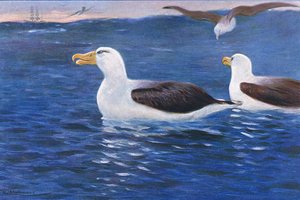 Albatroz, ilustração da vida selvagem do mundo, c.1910 de Wilhelm Kuhnert