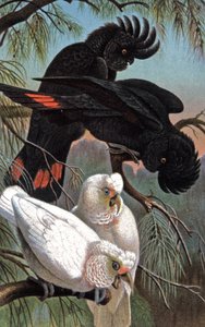Catatua de Banks, c.1910 (ilustração) de Wilhelm Kuhnert