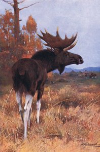 Alce ou alce, da vida selvagem do mundo, publicado por Frederick Warne & Co, c.1900 de Wilhelm Kuhnert