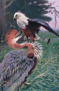 Garça-gigante e a águia do mar, ilustração da vida selvagem do mundo, c.1910 de Wilhelm Kuhnert