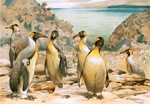 Pinguins gigantes de Wilhelm Kuhnert