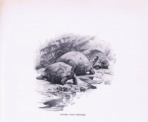 Tartarugas gigantes, ilustração fromWildlife do mundo, c.1910 de Wilhelm Kuhnert