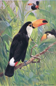 Tucano gigante, da vida selvagem do mundo, publicado por Frederick Warne & Co, c.1900