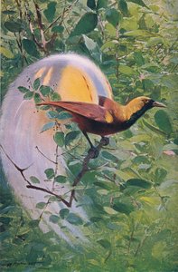Grande ave do paraíso, ilustração fromWildlife of the World, c.1910