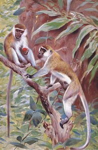 Macaco verde, ilustração fromWildlife do mundo, c.1910 de Wilhelm Kuhnert