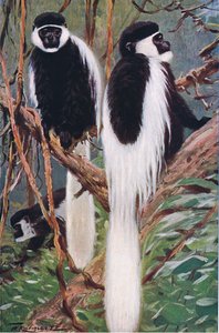 Guereza, ilustração deWildlife of the World, c.1910