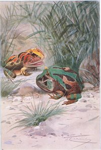 Sapo com chifres, da vida selvagem do mundo, publicado por Frederick Warne & Co, c.1900 de Wilhelm Kuhnert