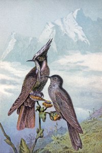 Máscara de beija-flor, c.1910 (ilustração) de Wilhelm Kuhnert