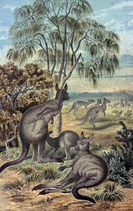 Cangurus de Wilhelm Kuhnert