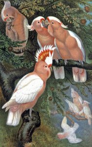 Catatua de Leadbeater, c.1910 (ilustração) de Wilhelm Kuhnert