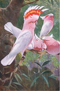 Cockatoo de Leadbeaters, ilustração da vida selvagem do mundo, c.1910