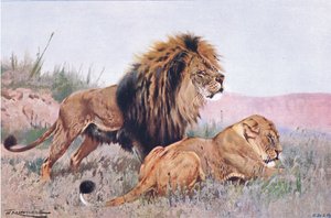 Leão e leoa, ilustração da vida selvagem do mundo, c.1910