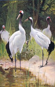 Manchurian Crane, da vida selvagem do mundo, publicado por Frederick Warne & Co, c.1900
