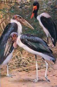 Marabu e Jabiru, ilustração da vida selvagem do mundo, c.1910