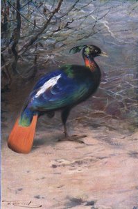 Monal, da vida selvagem do mundo, publicado por Frederick Warne & Co, c.1900