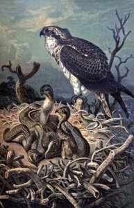 Osprey, c.1910 (ilustração) de Wilhelm Kuhnert