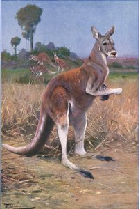 Canguru vermelho, ilustração fromWildlife of the World, c.1910 de Wilhelm Kuhnert