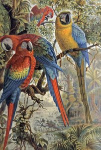 Papagaios vermelhos, c.1910 (ilustração) de Wilhelm Kuhnert