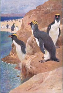 Pinguim da rocha, ilustração fromWildlife do mundo, c.1910 de Wilhelm Kuhnert