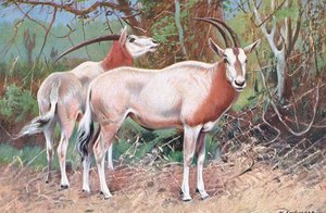 Antílope de zibelina, ilustração da vida selvagem do mundo, c.1910 de Wilhelm Kuhnert