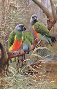 Papagaio de Senegal, ilustração fromWildlife of the World, c.1910 de Wilhelm Kuhnert