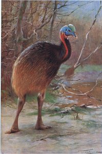 Único Wattled Cassawory, ilustração fromWildlife do mundo, c.1910