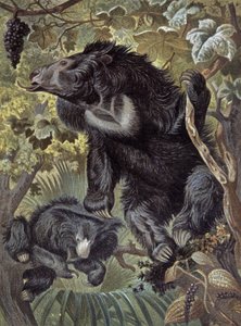 Urso-preguiça de Wilhelm Kuhnert