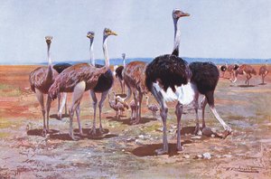 Avestruz Somali, ilustração da vida selvagem do mundo, c.1910