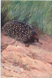 Formiga-Comedor Espinhoso, ilustração da Vida Selvagem do Mundo, c.1910 de Wilhelm Kuhnert