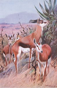 Springbok, ilustração fromWildlife do mundo, c.1910 de Wilhelm Kuhnert