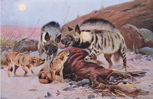 Hiena listrada e chacal, da vida selvagem do mundo, publicado por Frederick Warne & Co, c.1900