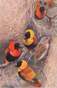 Aves de tecelão, ilustração da vida selvagem do mundo, c.1910